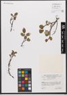 Foto von Salix reticulata L.